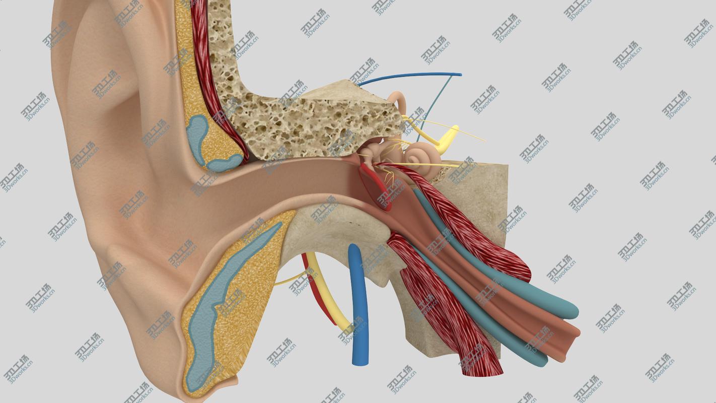 images/goods_img/202104022/Ear Anatomy/1.jpg